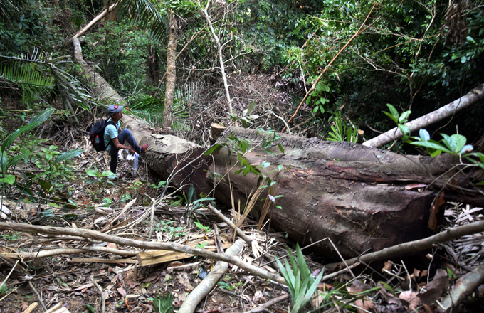 Nhiều cây gỗ to bị xẻ thịt trong khu bảo tồn ở Quảng Nam